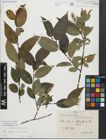 Foto von Salix fragilis L. x Salix pentandra L.